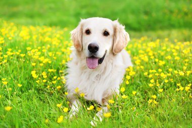 Yeşil gr yalan güzel Golden Retriever köpek portresi