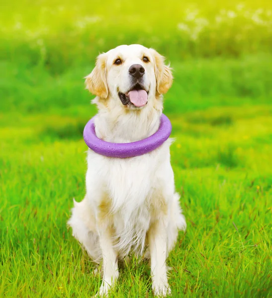 Bellissimo cane Golden Retriever che gioca con il giocattolo di gomma sul g — Foto Stock