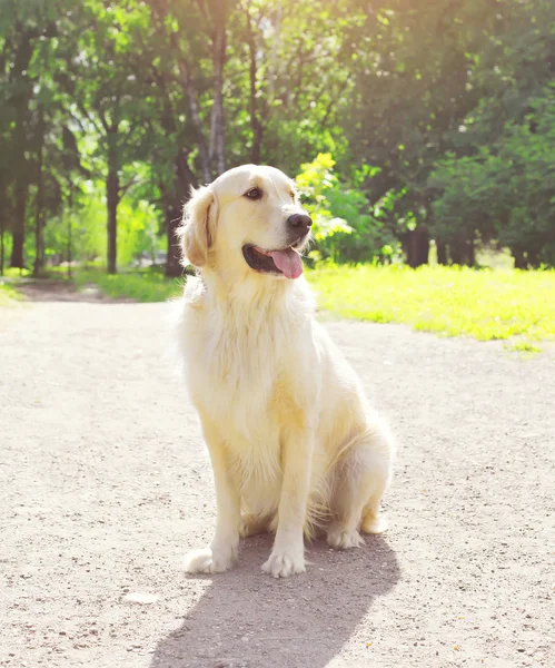 Bellissimo cane Golden Retriever seduto all'aperto in estate soleggiata — Foto Stock