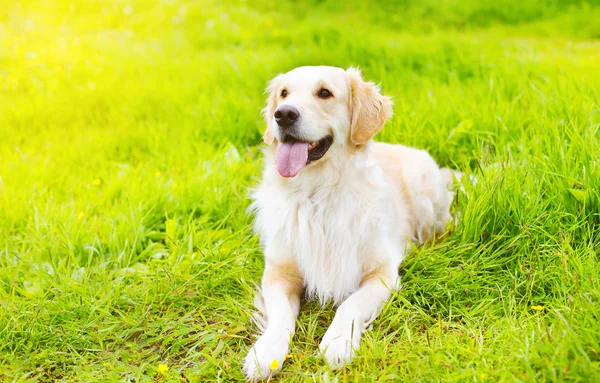 Golden Retriever indah anjing berbaring di rumput di musim panas cerah — Stok Foto