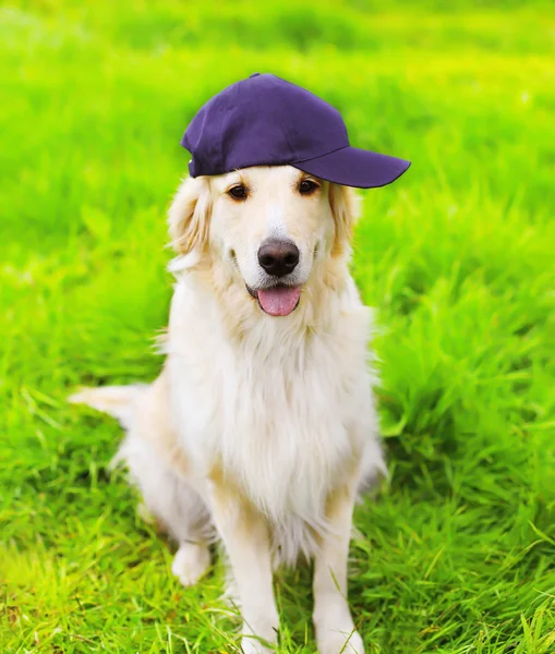 Golden Retriever cane in berretto seduto sull'erba verde estate — Foto Stock