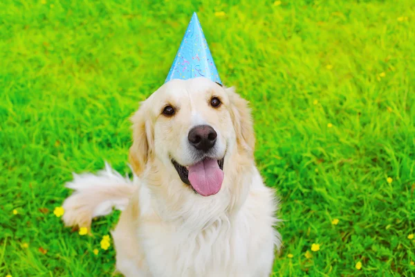 Felice Golden Retriever cane in tappo di carta compleanno sull'erba su — Foto Stock