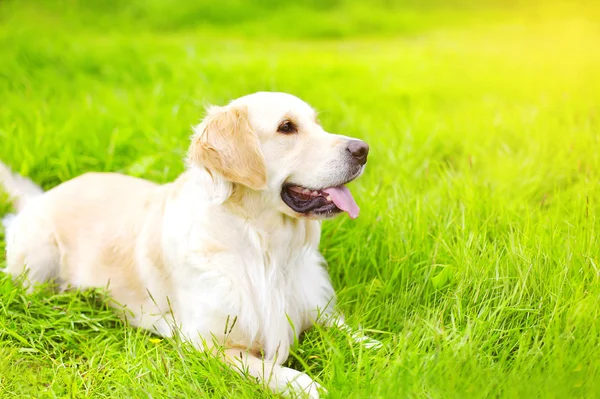 Portrait de beau chien Golden Retriever couché sur le gr vert — Photo
