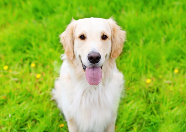 Portrét zlatý retrívr pes sedí na zelené trávě summ — Stock fotografie