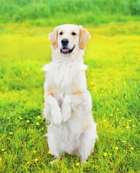 Anjing Golden Retriever yang patuh melakukan perintah, standi — Stok Foto