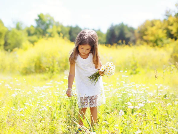 Little girl child on meadow picking chamomiles flowers in sunny — Stok fotoğraf