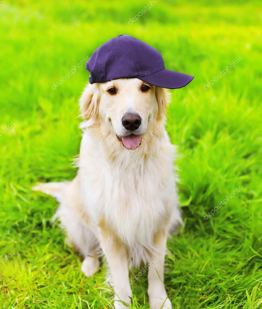 Golden retriever cap hotsell
