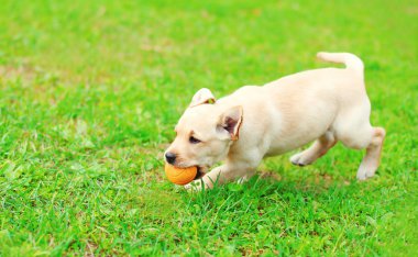 Rubb ile oynarken güzel köpek köpek yavrusu Labrador geri almak koşma