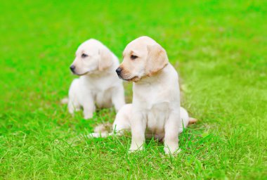 Açık havada çimenlerin üzerinde sevimli iki yavru köpekler Labrador geri almak
