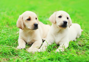 Sevimli iki yavru köpekler Labrador Retriever birlikte çim üzerinde yalan