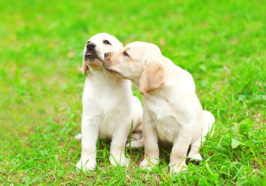 Birlikte yeşil çimenlerin üzerinde sevimli iki yavru köpekler Labrador geri almak