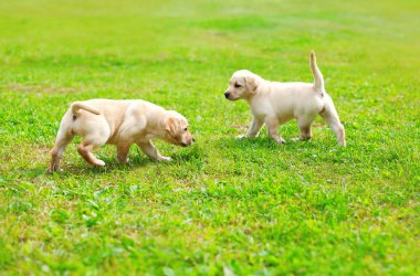 İki yavru köpekler Labrador geri almak oyun birlikte açık havada üzerinde