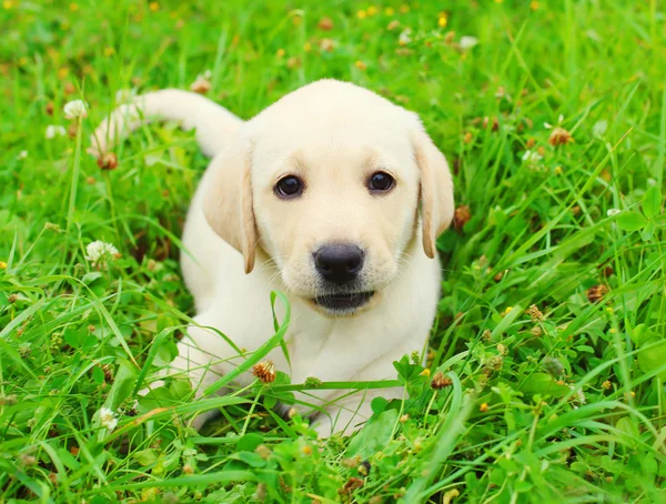 Hermoso perro cachorro Labrador Retriever acostado descansando sobre hierba — Foto de Stock