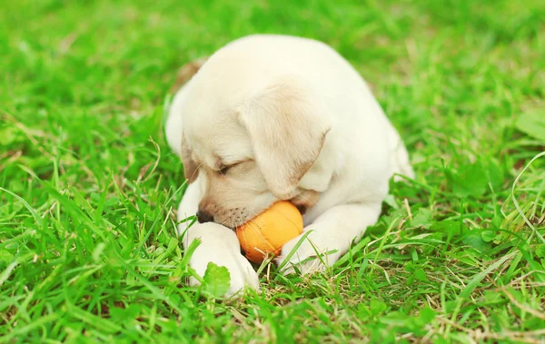 Lindo cachorro de perro Labrador Retriever acostado jugando con pelota de goma —  Fotos de Stock