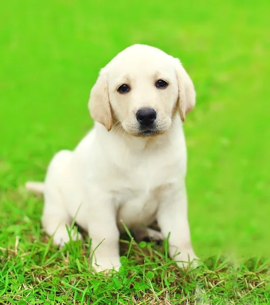 Roztomilý pes štěně Labradorský retrívr sedící na zelené trávě — Stock fotografie