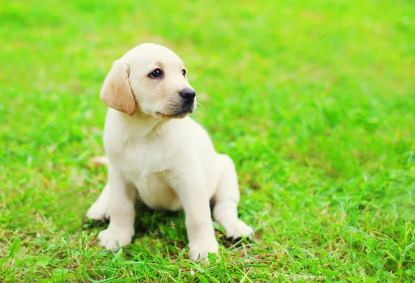 Niedliche Hundewelpe Labrador Retriever sitzt auf grünem Gras in prof — Stockfoto