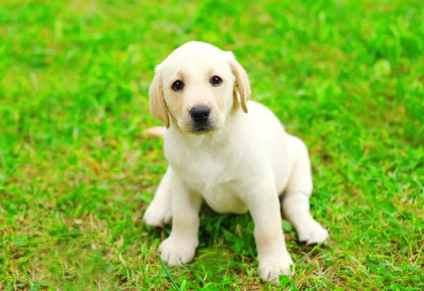 Niedlicher Hundewelpe Labrador Retriever sitzt auf Gras — Stockfoto