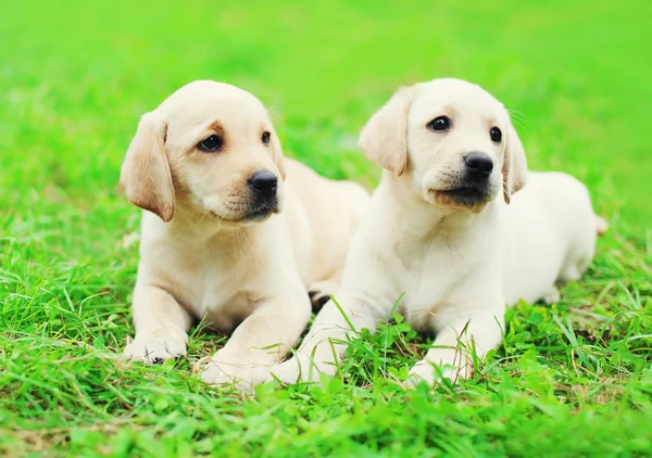 Lindo dos cachorros perros Labrador Retriever acostados juntos en la hierba —  Fotos de Stock