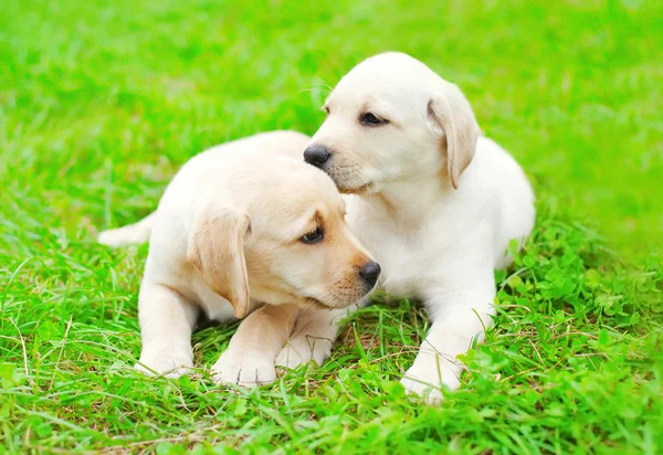 Sevimli iki yavru köpekler Labrador geri almak yan yana yeşil üzerinde yatarken — Stok fotoğraf