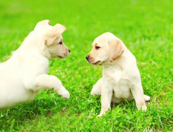 Niedliche zwei Welpen Hunde Labrador Retriever spielen zusammen auf gre — Stockfoto