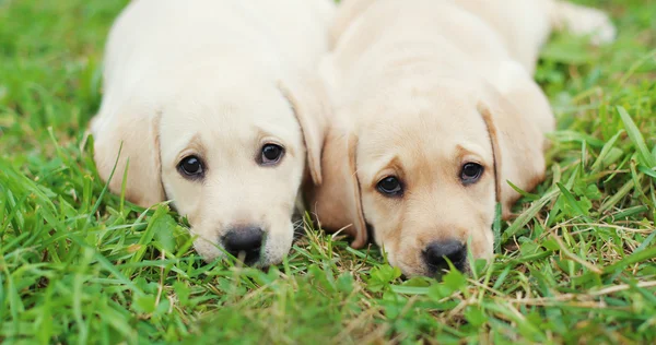 Psów Labrador Retriever dwa szczeniaki leżące razem na trawie clos — Zdjęcie stockowe