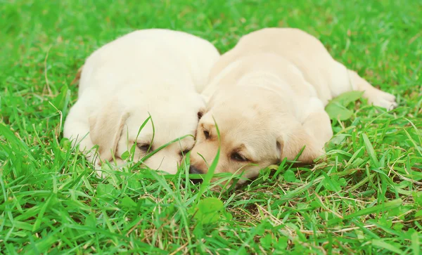 Dois cachorros cães Labrador Retriever deitado juntos na grama — Fotografia de Stock