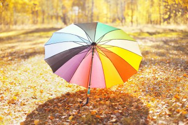 Renkli şemsiye sarı yalan sonbahar günü yapraklar