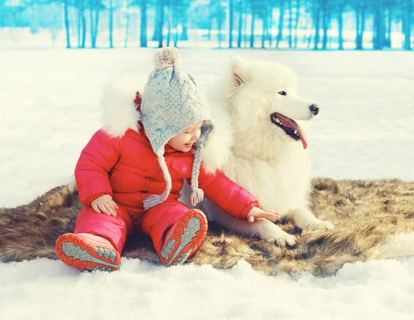 Little child with white Samoyed dog sitting on snow in winter da — Stock Photo, Image