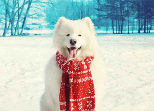 Szczęśliwy pies biały Samoyed na śniegu w zimie dzień — Zdjęcie stockowe