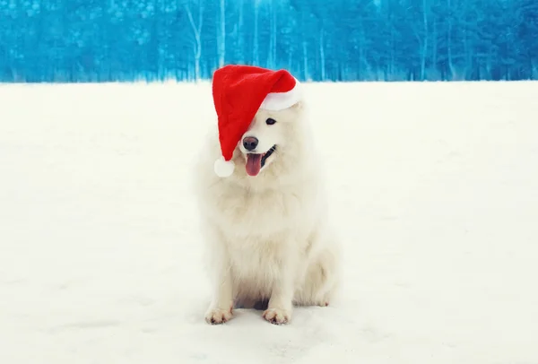 Szczęśliwy wesoły biały Samoyed pies noszenie czerwony kapelusz santa na śniegu — Zdjęcie stockowe