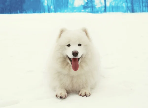 Happy cheerful white Samoyed dog lying on snow in winter day — Stock Photo, Image