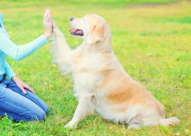 Sahibi eğitim Golden Retriever köpek park, pençe vererek çimenlerin üzerinde