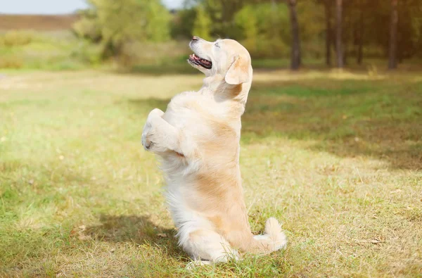 Happy Golden Retriever dog on grass standing on its rear legs, p — стоковое фото