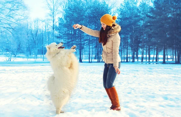 Happy woman owner with white Samoyed dog playing in winter park — Stock Photo, Image