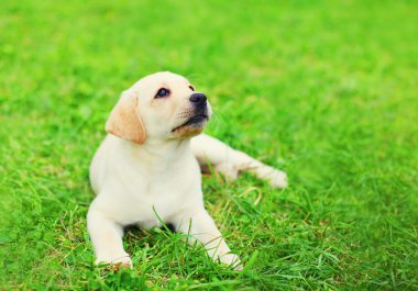 Sevimli köpek yavrusu Labrador Retriever dinlenme summ çim üzerinde yalan
