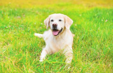 Mutlu Golden Retriever köpek yaz günde çim üzerinde yalan