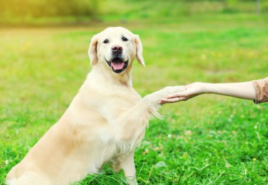 Sahibi eğitim Golden Retriever köpek pençe vererek çimenlerin üzerinde
