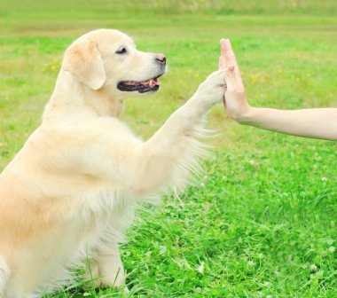 Sahibi eğitim Golden Retriever köpek park, pençe vererek çimenlerin üzerinde