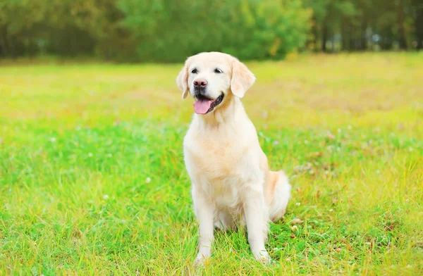 Piękny złoty pies myśliwski pies siedzi na trawie w letni dzień — Zdjęcie stockowe