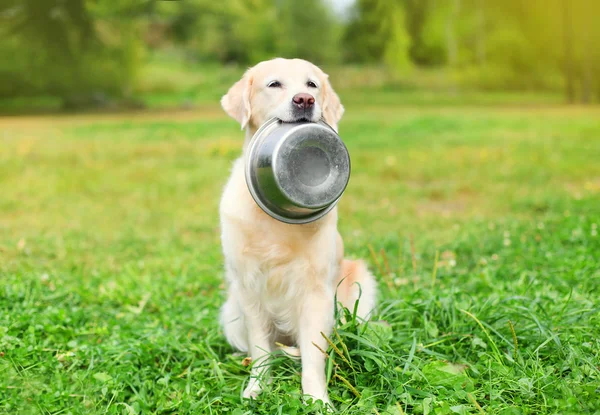 Piękny pies Golden Retriever trzymając w zębach do miski na trawie — Zdjęcie stockowe