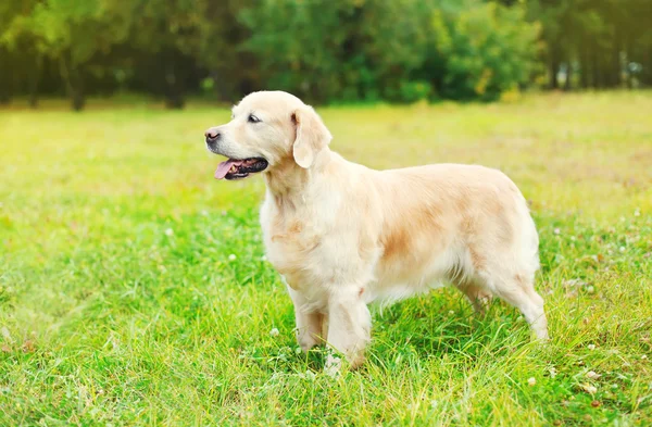 Vackra Golden Retriever hund på gräset i sommardag — Stockfoto