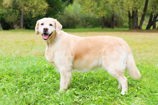 Piękny pies Golden Retriever na trawie w letni dzień, profil v — Zdjęcie stockowe