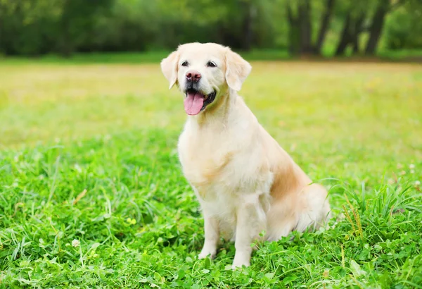 Vackra glada Golden Retriever hund sitter på gräs på sommaren — Stockfoto