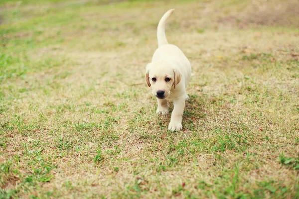 Cute dog puppy Labrador Retriever running on grass — Stock Photo, Image