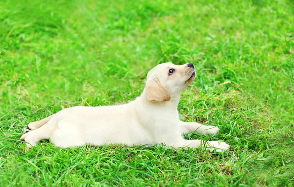 Lindo cachorro de perro Labrador Retriever acostado descansando sobre hierba en summ —  Fotos de Stock