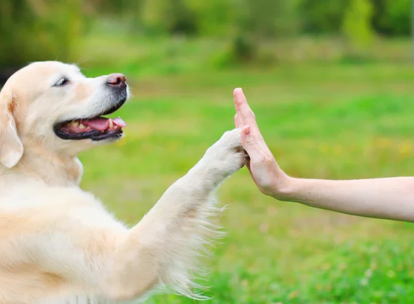 Golden Retriever cane dando proprietario zampa, foto primo piano — Foto Stock