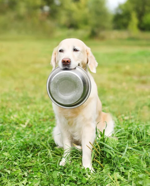 Golden Retriever dog holding in teeth a bowl on grass — Stock Photo, Image