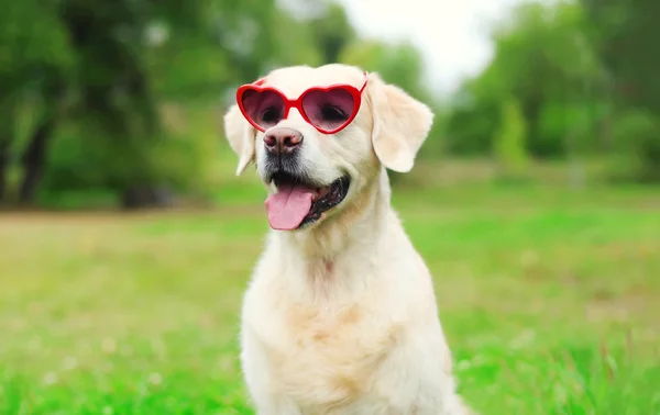 Golden Retriever chien dans des lunettes de soleil sur l'herbe dans la journée d'été — Photo