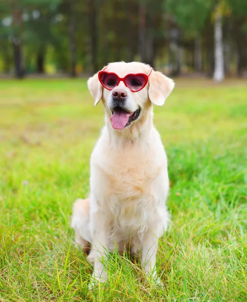 Golden Retriever cão em óculos de sol sentado na grama no verão da — Fotografia de Stock