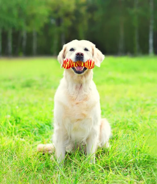 Golden Retriever cão brincando com brinquedo de borracha óssea na grama em su — Fotografia de Stock